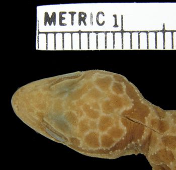 Media type: image; Herpetology R-39043